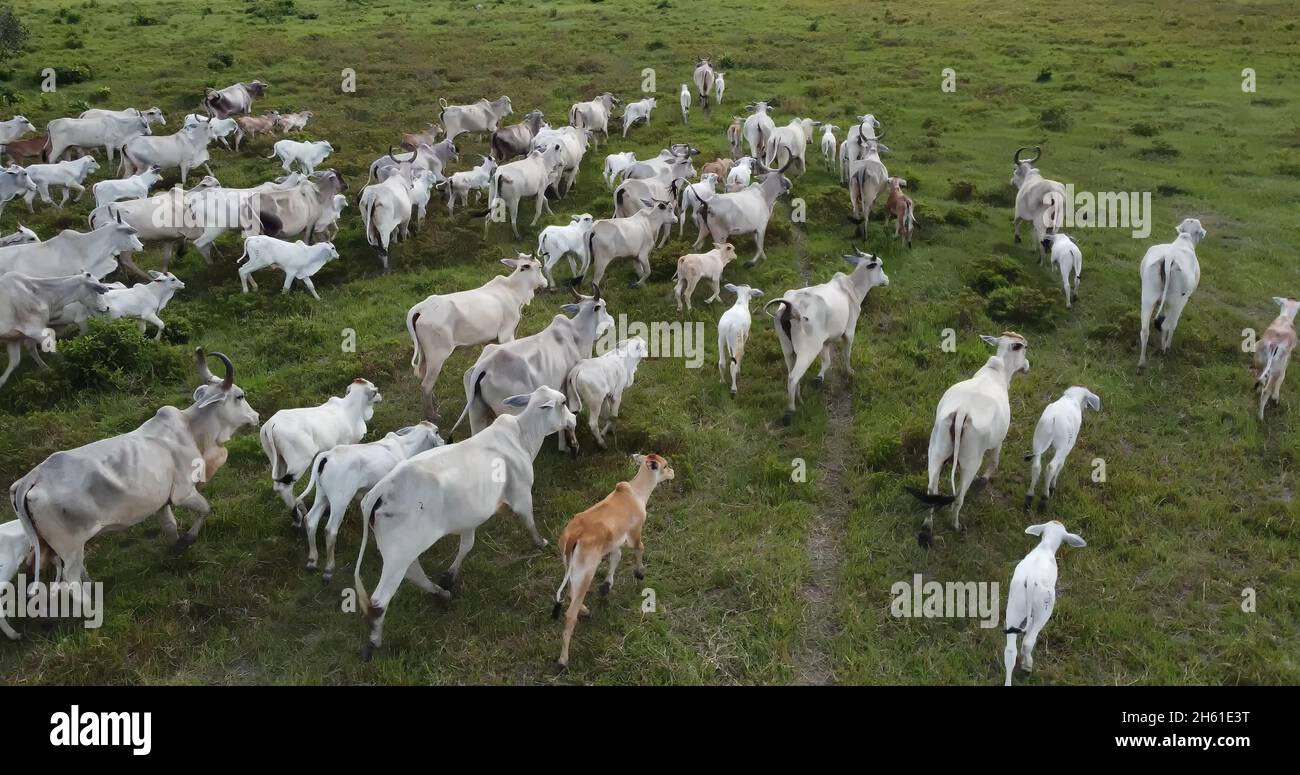Cattle ranch brazil aerial hi-res stock photography and images - Alamy
