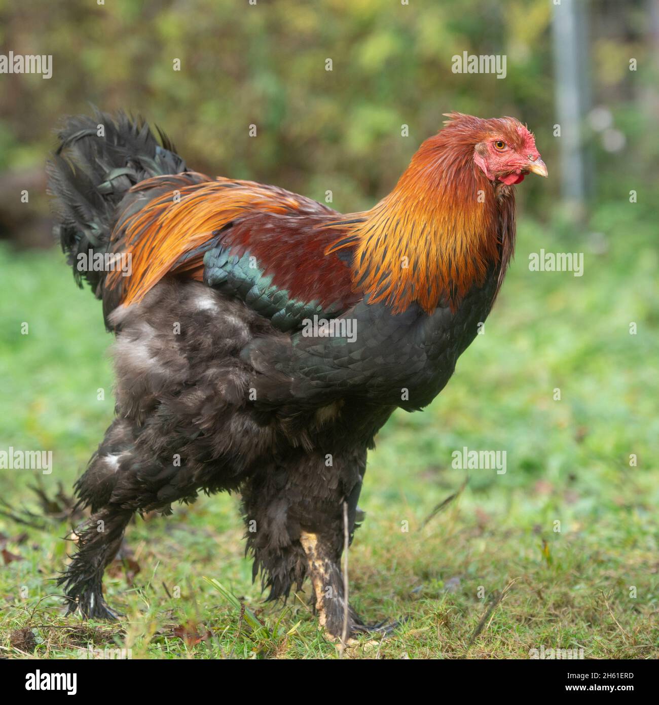 Pin by Shadow One on دجاج و ديك رومي  Beautiful chickens, Brahma chicken,  Rooster breeds