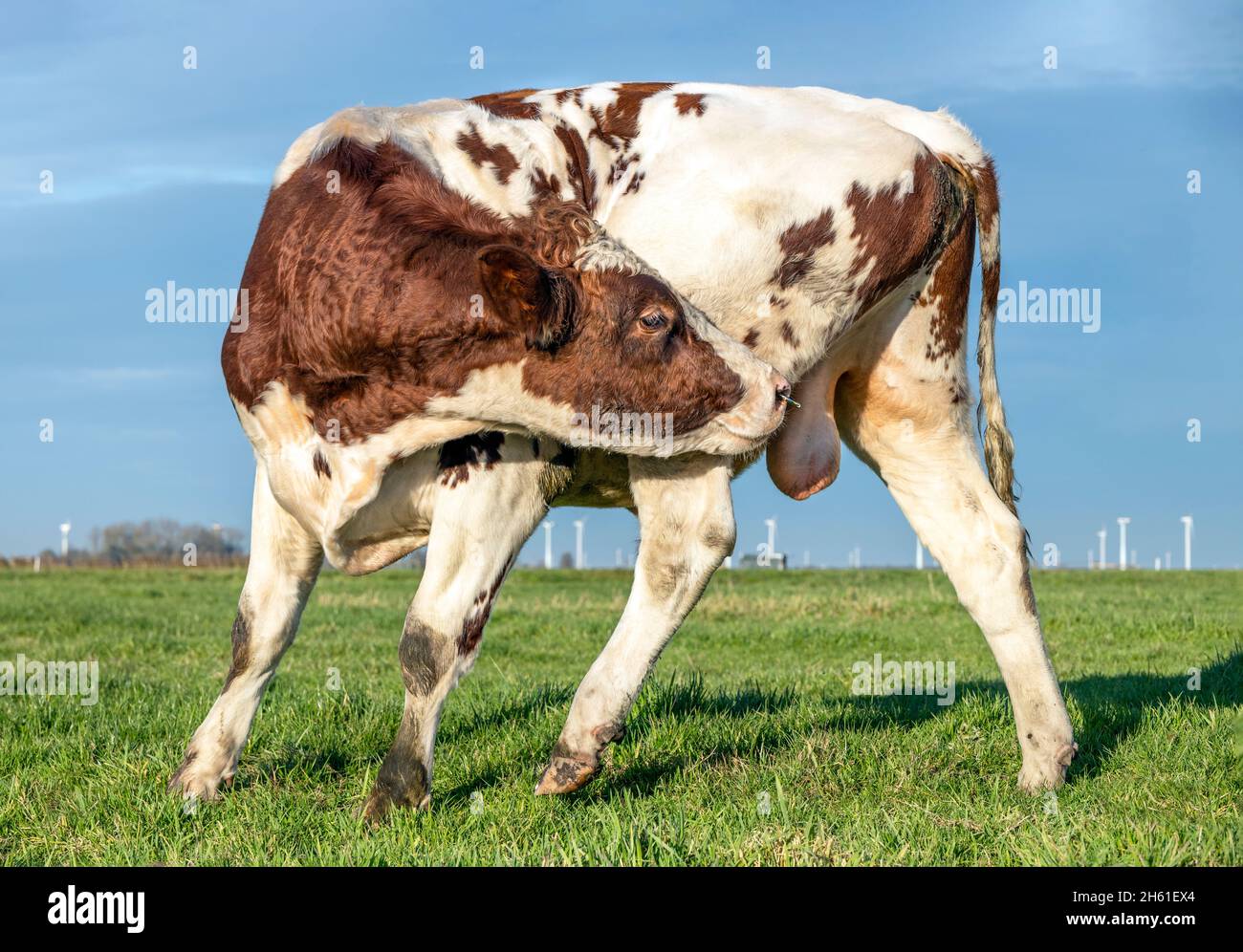 bull licking balls itching bullock bending agile and flexible with a nose ring in a field and blue sky horizon 2H61EX4