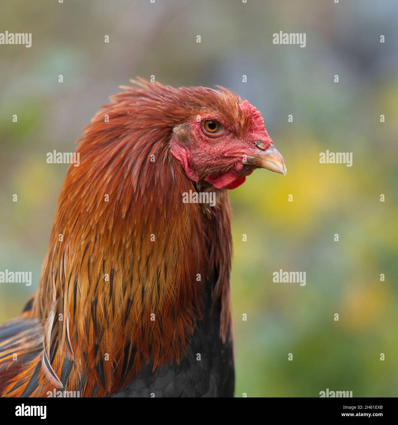 Brahma rooster hi-res stock photography and images - Alamy