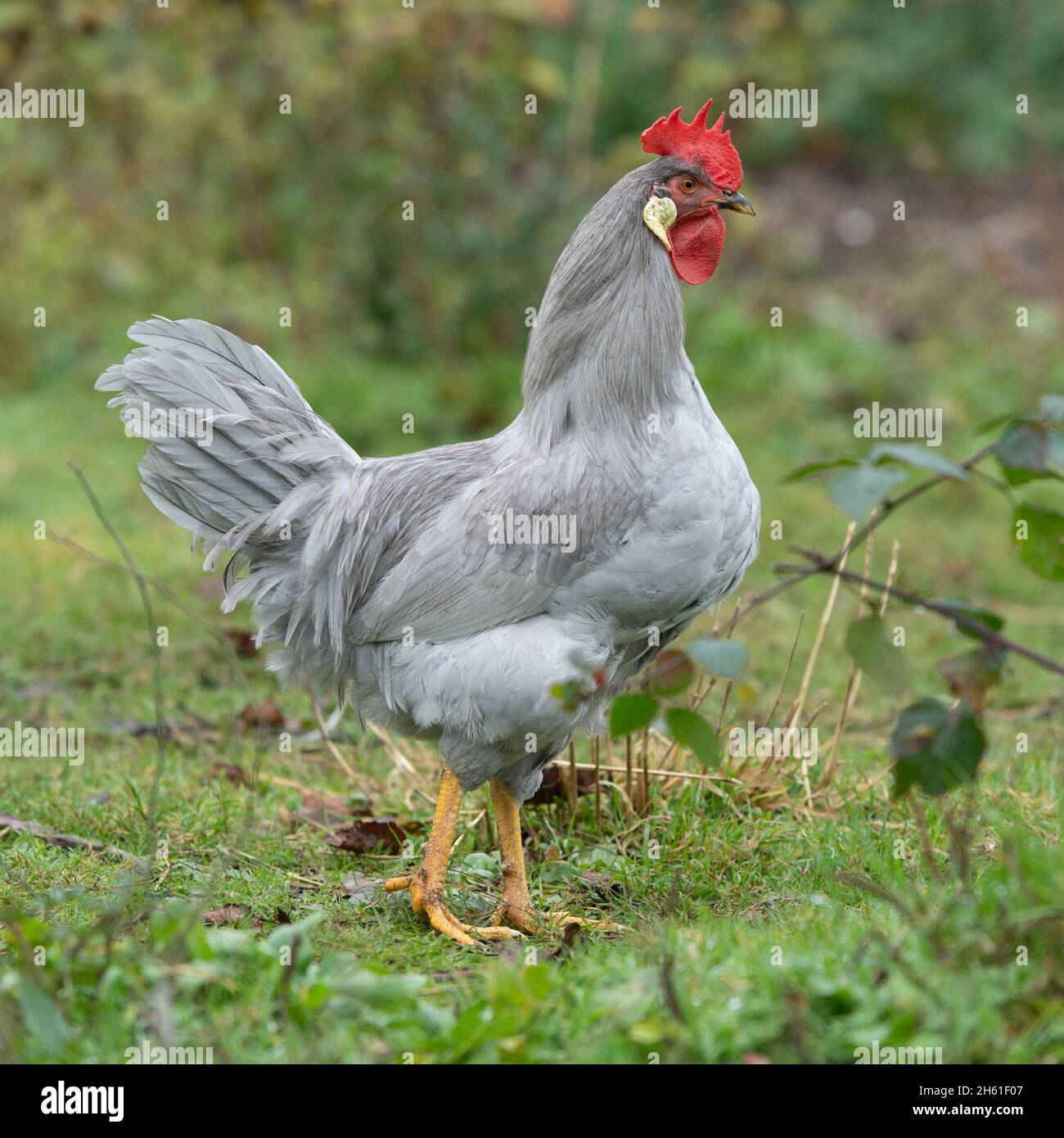 Lilac leghorn cockerel Stock Photo Alamy