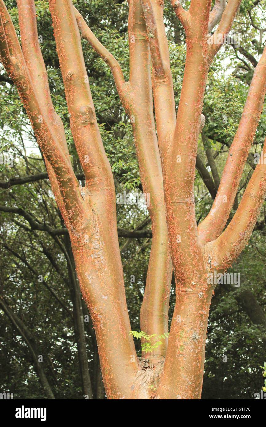 Bursera simaruba tree trunks in tropical forest Venezuela Stock Photo