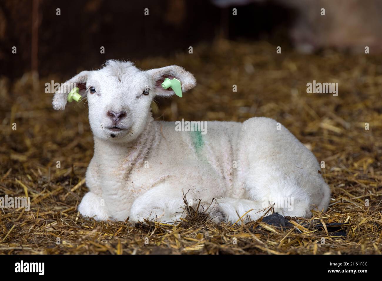 ILittle adorable lamb, looking friendly,  laying on straw in a barn, with green paint stain on its back, yellow ear tag Stock Photo