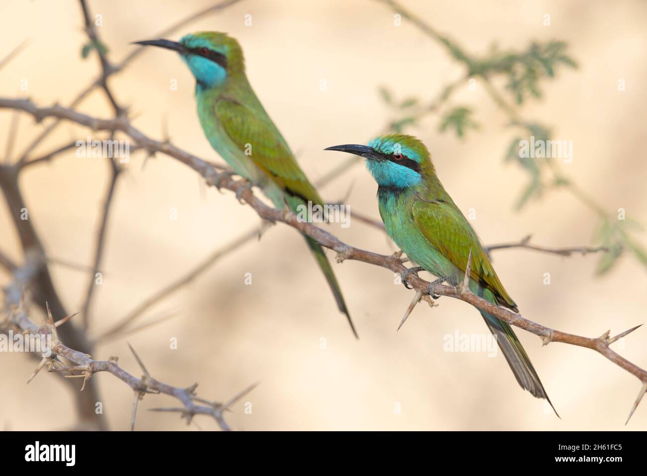 Green Bee-eater, Al Rama, Jordan, October 2021 Stock Photo - Alamy