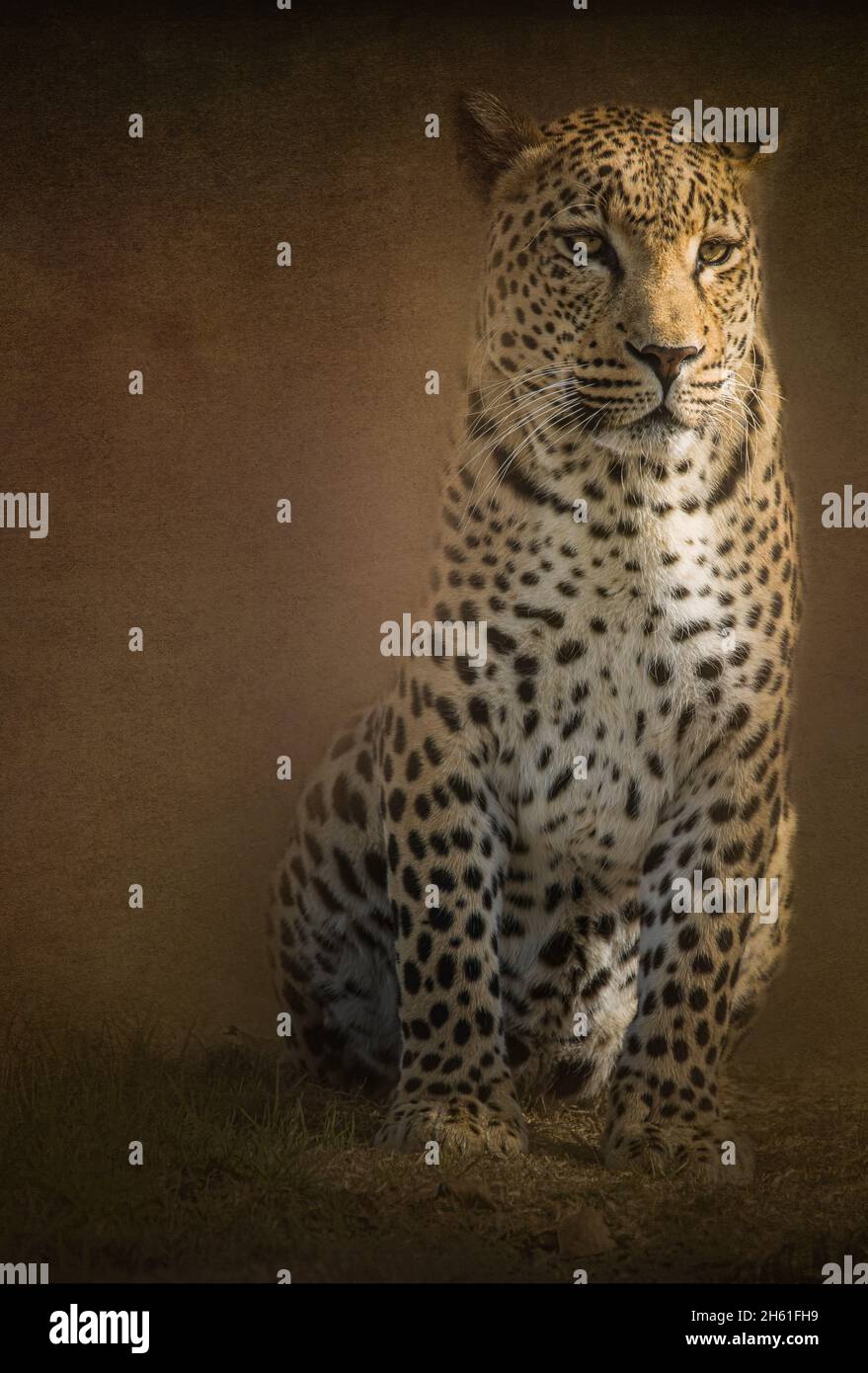 Wildlife Texture Blending Stock Photo - Alamy