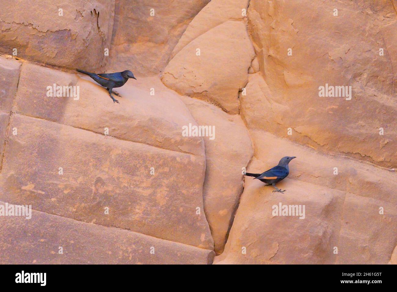 Tristram's starling, Wadi Moujib, Jordan Valley, October 2021 Stock Photo