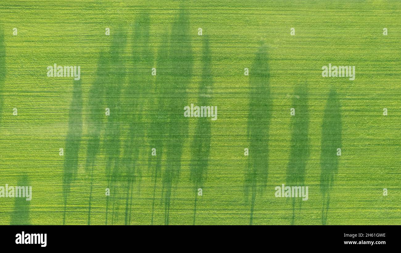 Drone looking down on single tree in cropland casting long shadow with ...