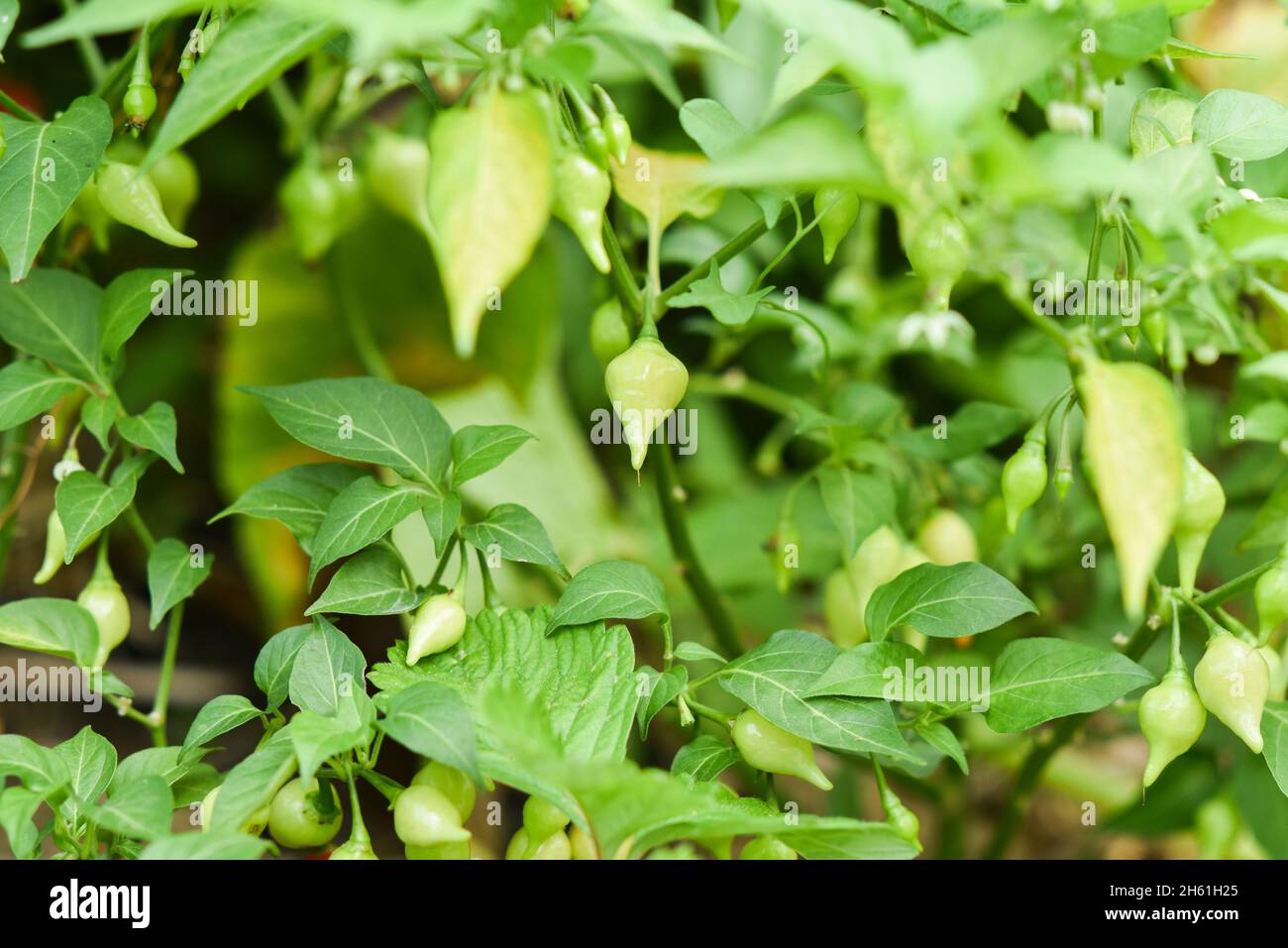 Bell peppers growing in hot garden hi-res stock photography and images ...