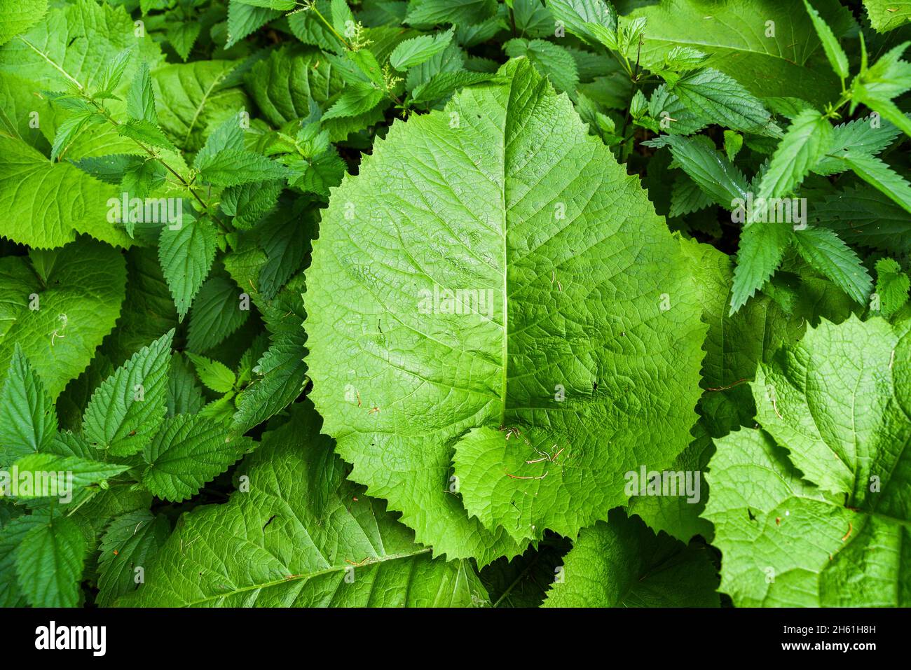 elephant tree leaf