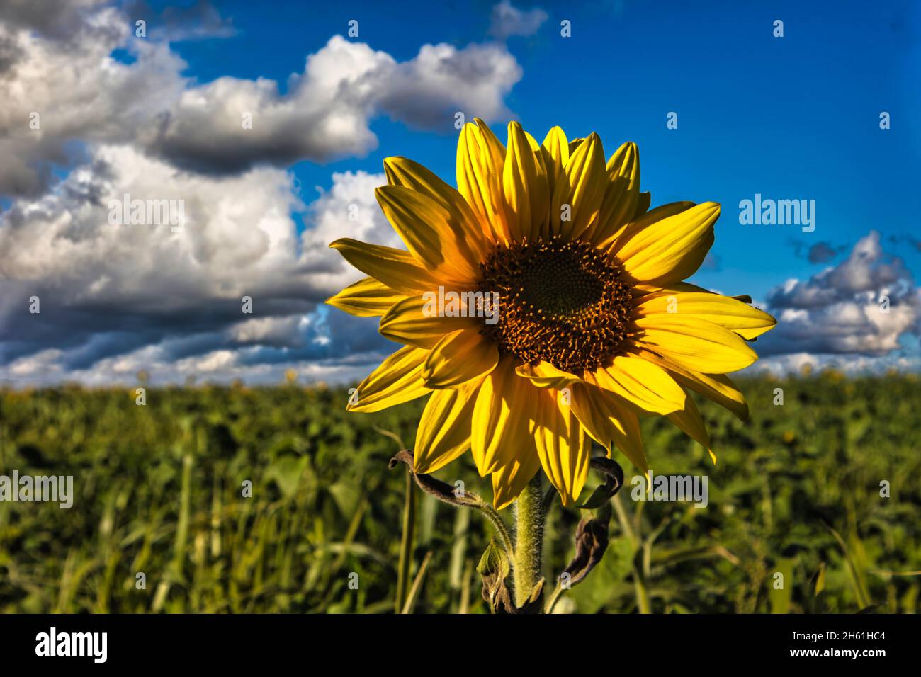 Sunflower in focus with cloudy sky in a field of sunflowers Stock Photo ...