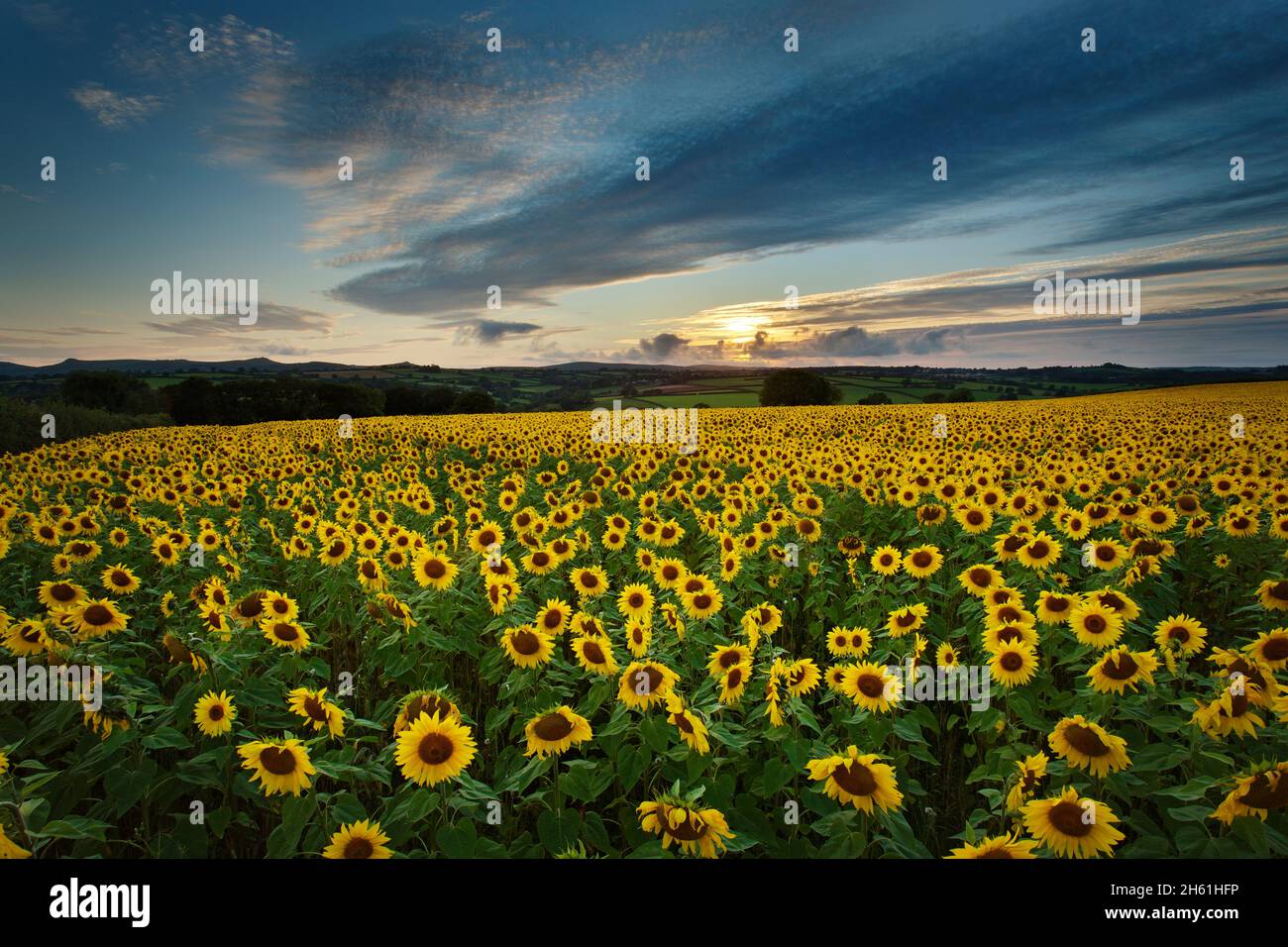 Sunflower field, cornwall, UK Stock Photo