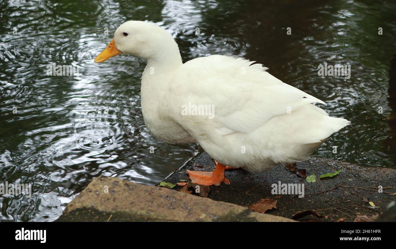 A white duck is standing near the water Stock Photo - Alamy