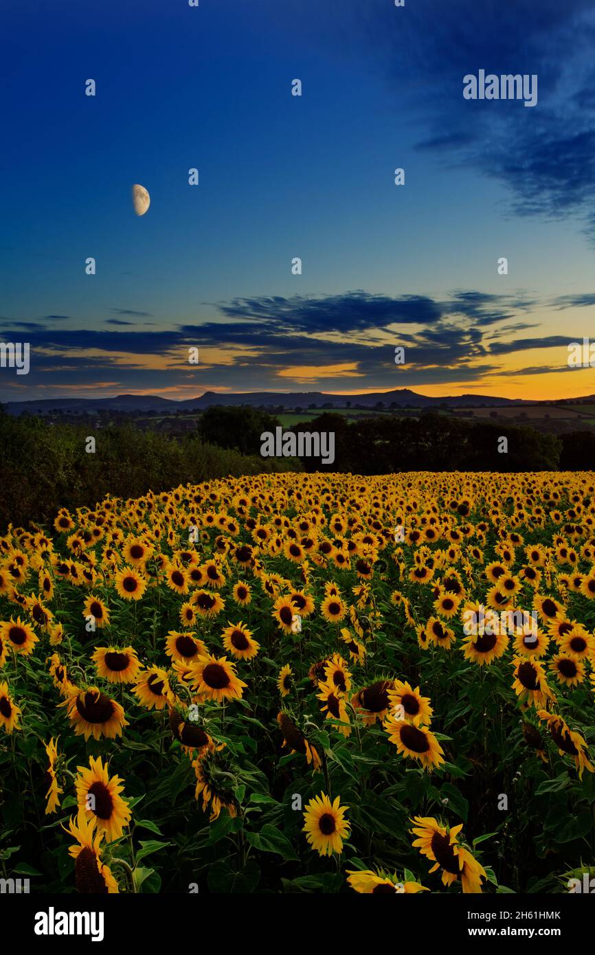 Sunflower field, cornwall, UK Stock Photo