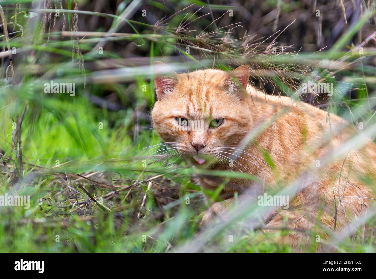 wild-kitty-hi-res-stock-photography-and-images-alamy