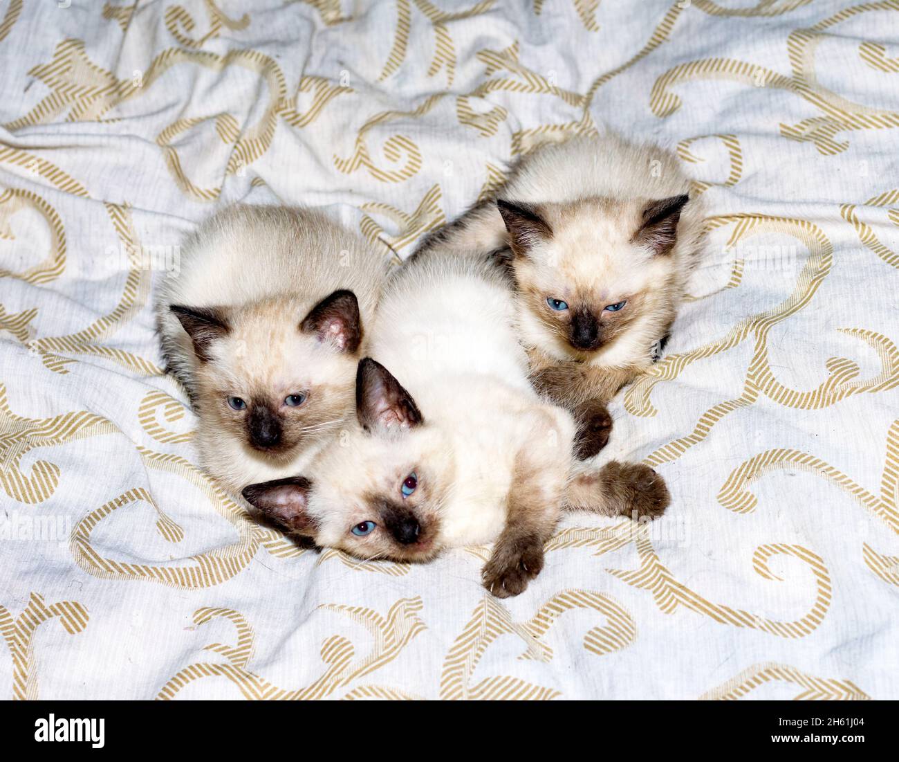 three Siamese - Thai kittens lying on the bed, a pet kitten, a theme of domestic cats and kittens Stock Photo