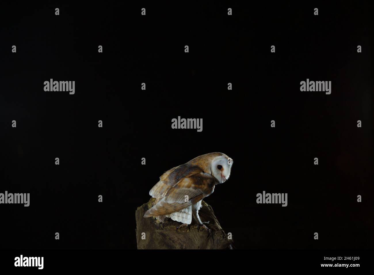 Barn Owl, tyto alba Stock Photo