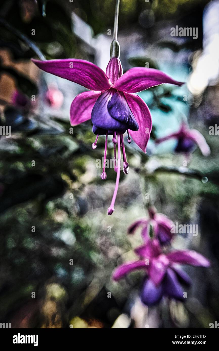 Close up of a Fuchsia with a dramatic effect Stock Photo