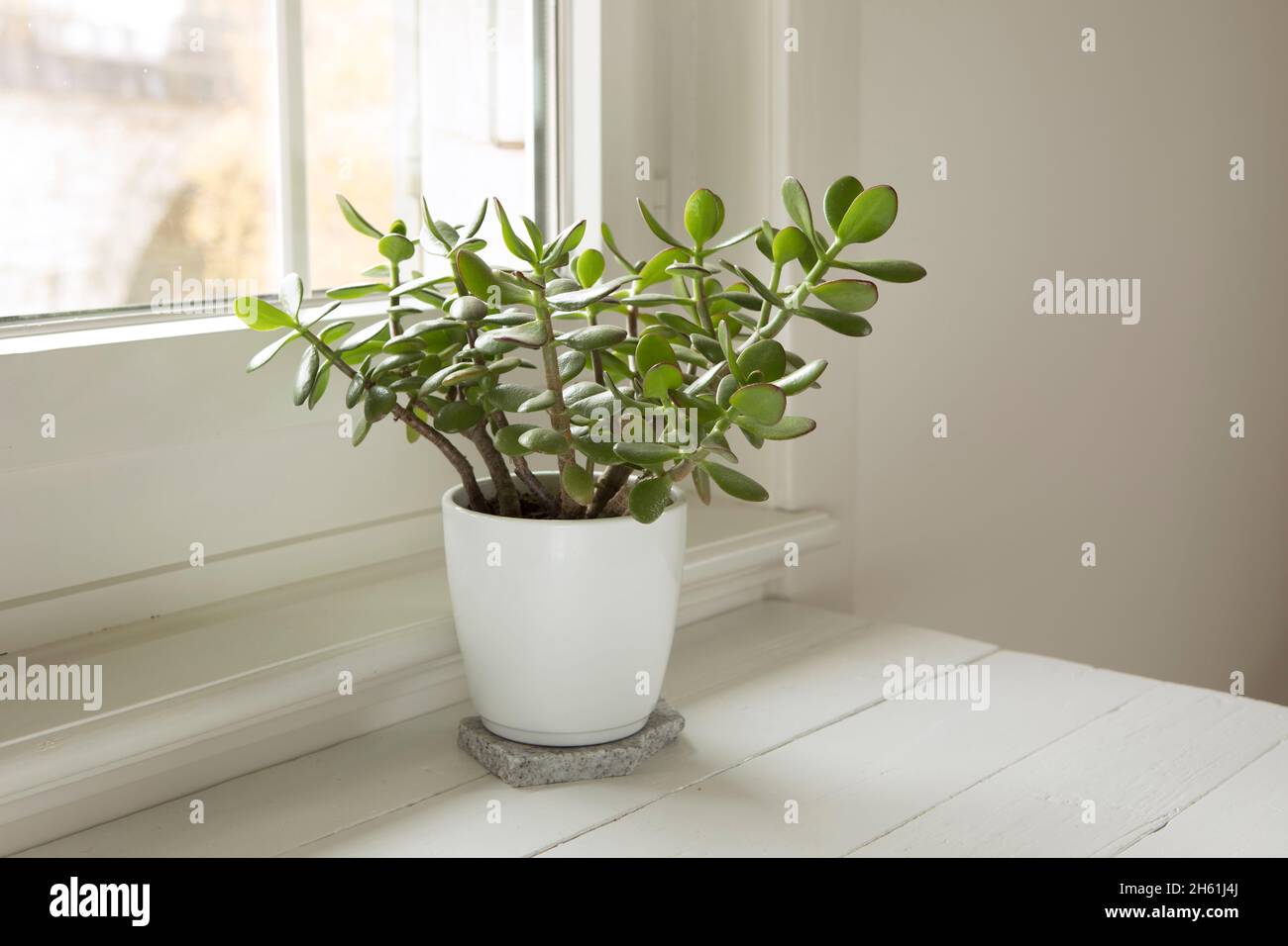 Pottet plant Crassula ovata, jade plant at home. House plant in pot on window sill with lush green leaves. Succulent in home garden. Stock Photo