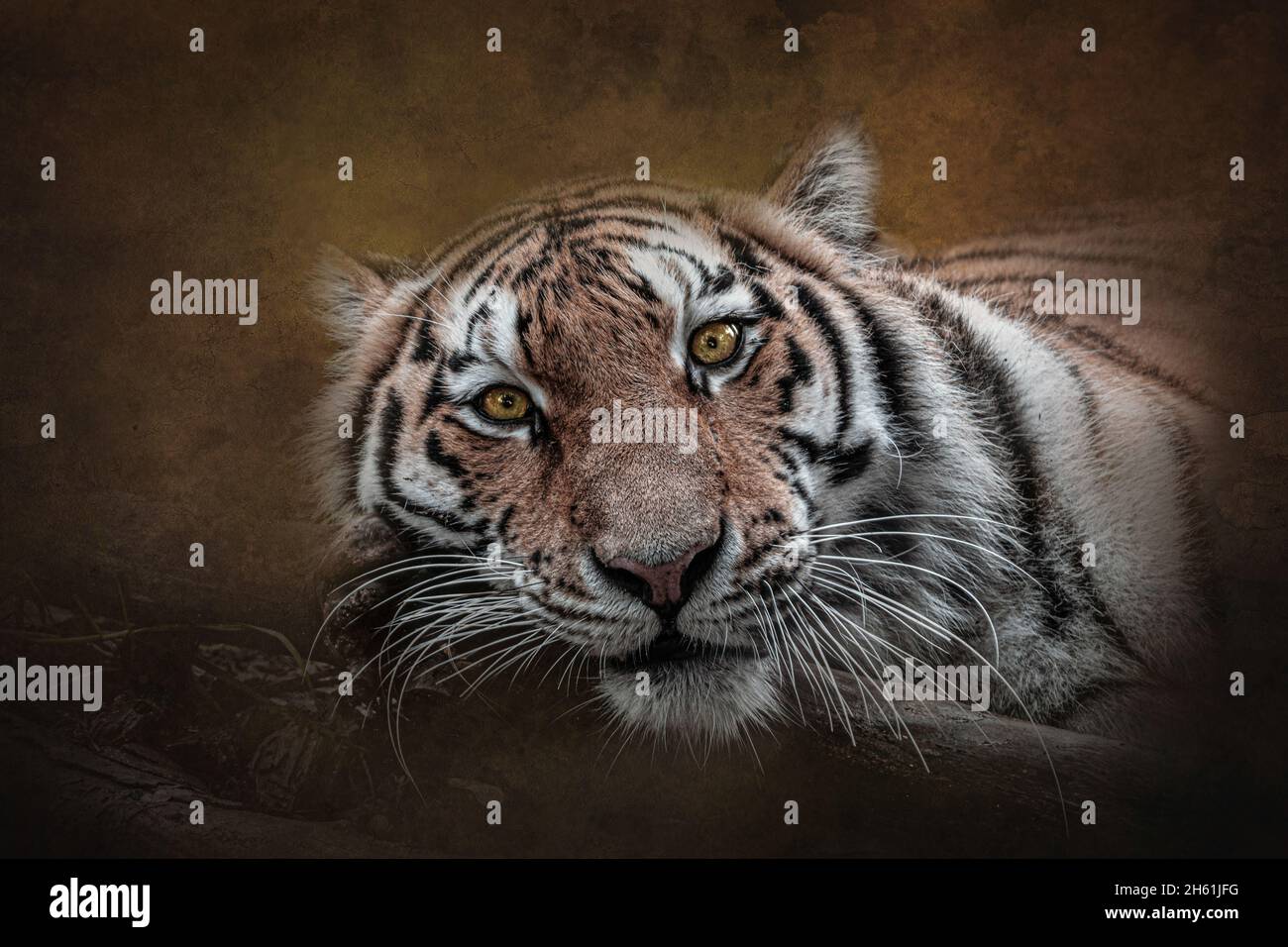 Wildlife Texture Blending Stock Photo - Alamy