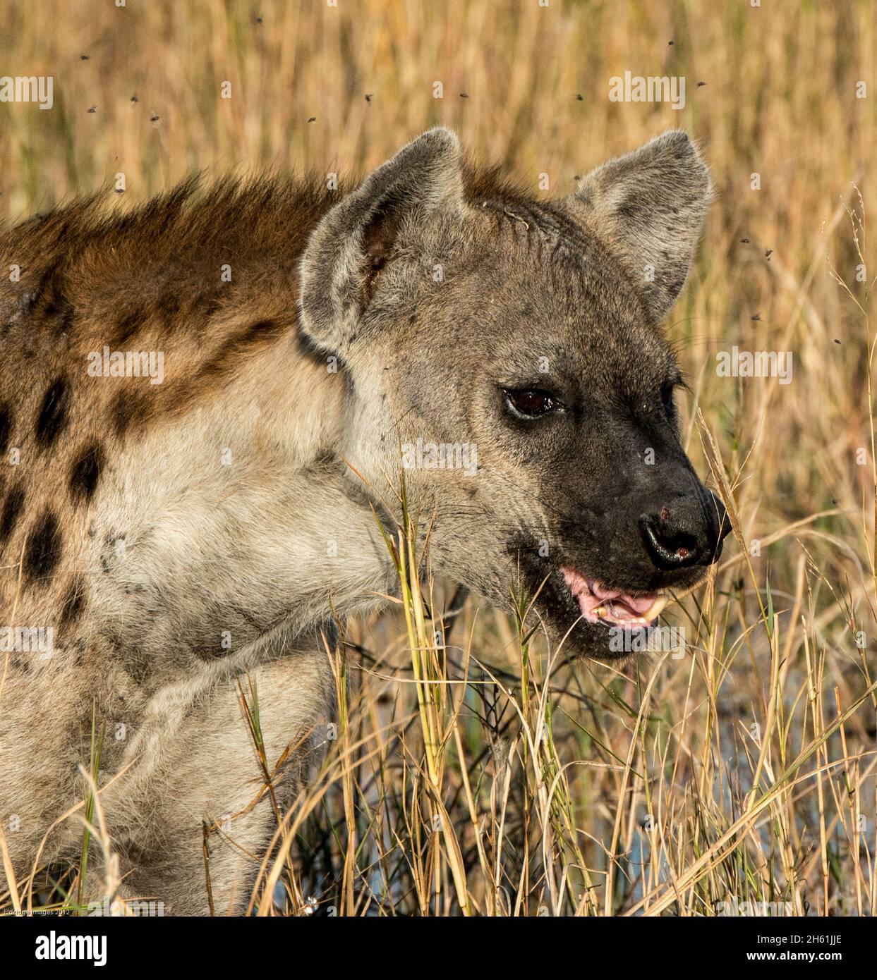 Spotted Hygena (Laughing Hygena) as seen close up on an African Safari Stock Photo