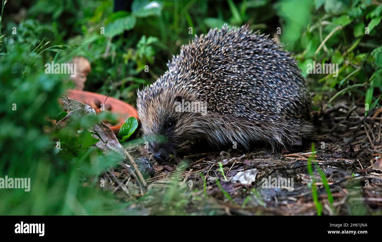 Hedgehogs autumn uk hires stock photography and images Alamy