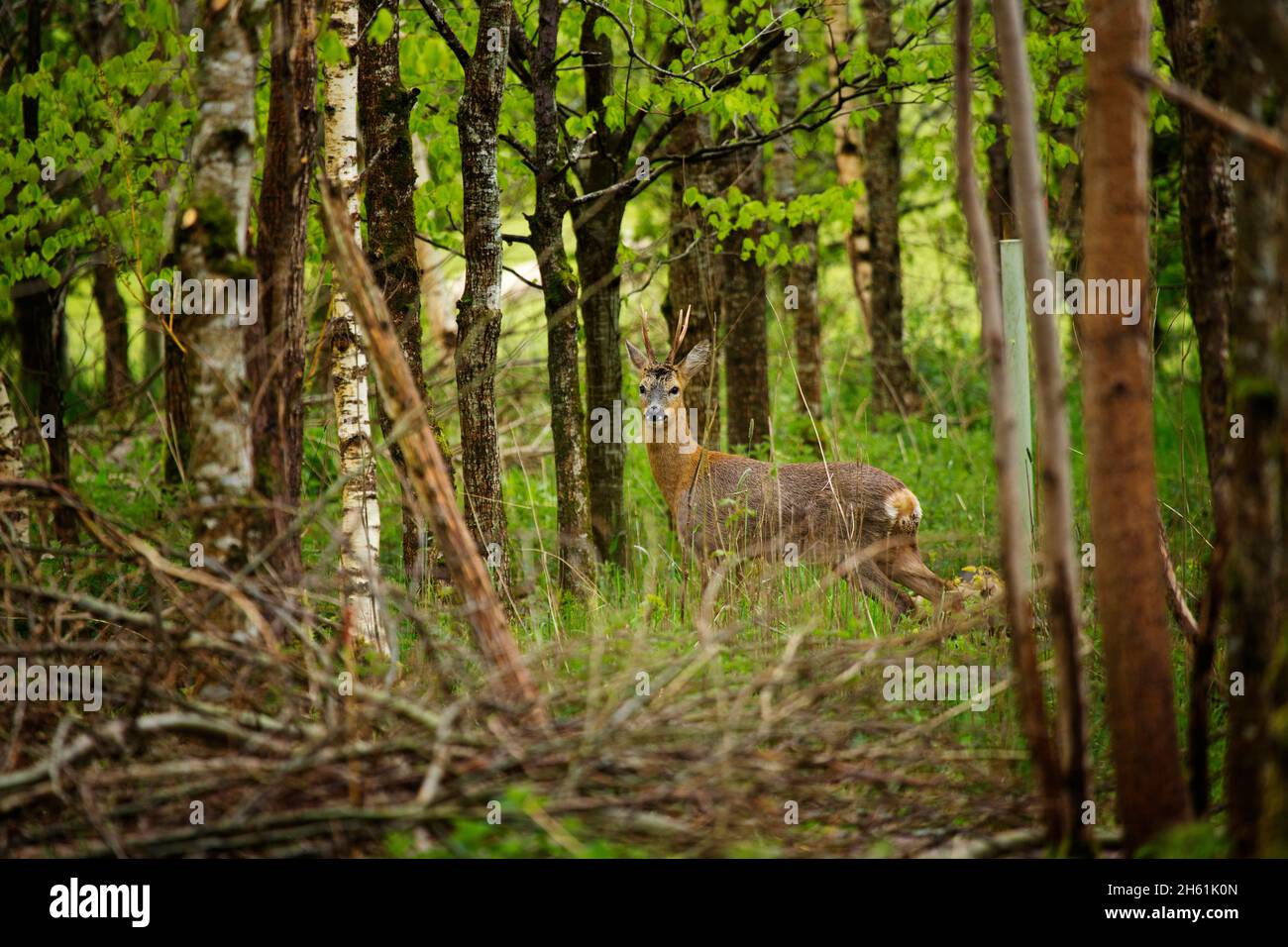 A Roe deer buck in a woodland olantation in Devon, UK Stock Photo