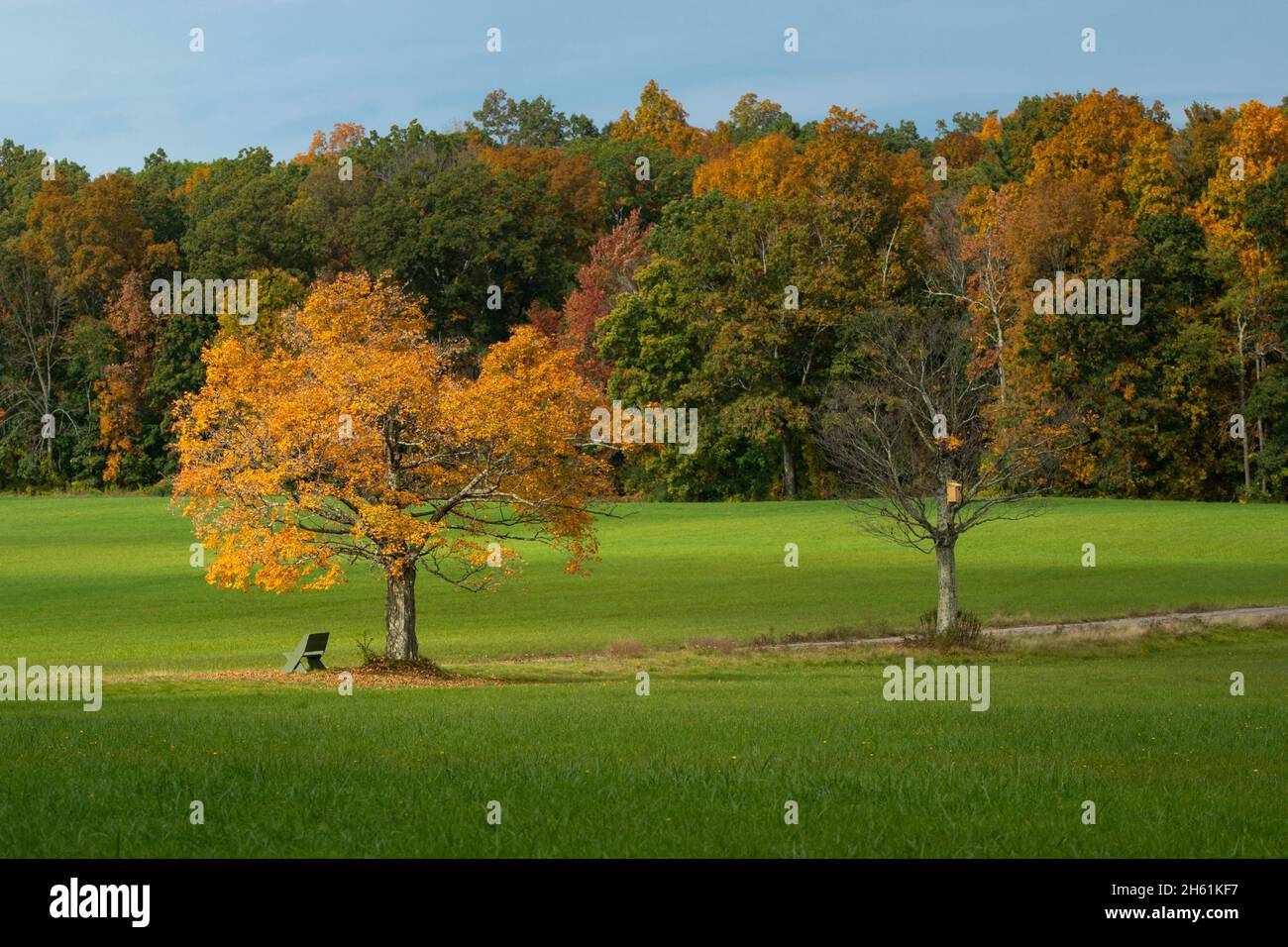 Natural landscape of a field with trees in autumn Stock Photo - Alamy