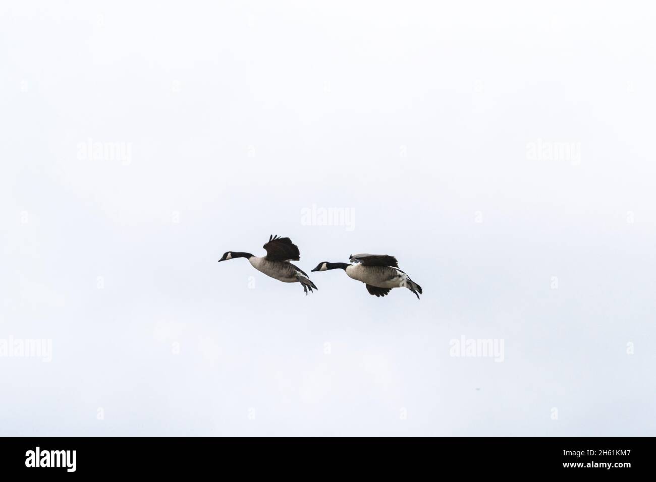 Canada geese - Branta canadensis - in flght. Marazion Marsh, Cornwall. UK Stock Photo