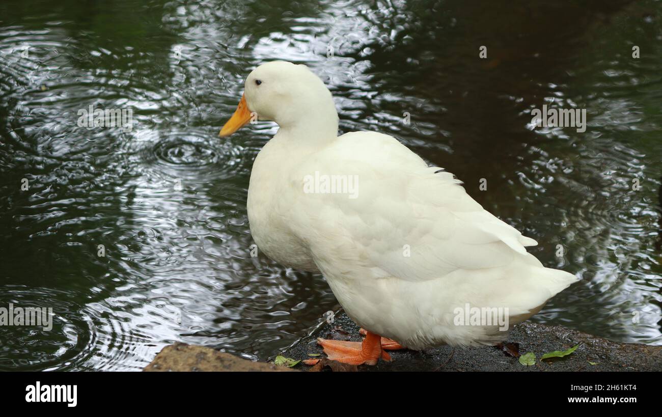 A white duck is standing near the water Stock Photo - Alamy