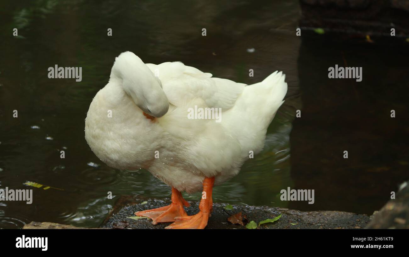 A white duck is standing with its head down near the water Stock Photo ...