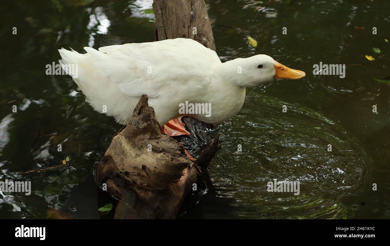 A white duck is standing near the water Stock Photo - Alamy
