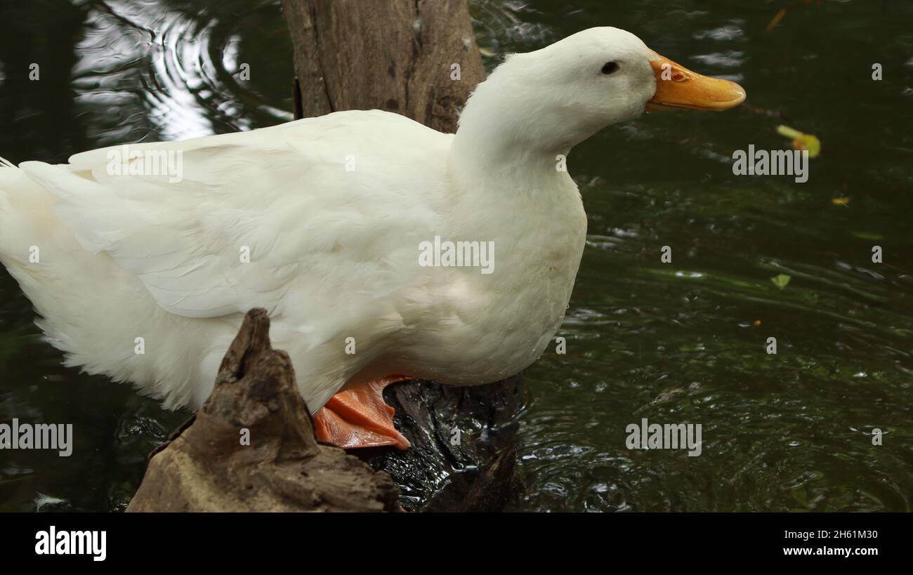 A white duck is standing near the water Stock Photo - Alamy