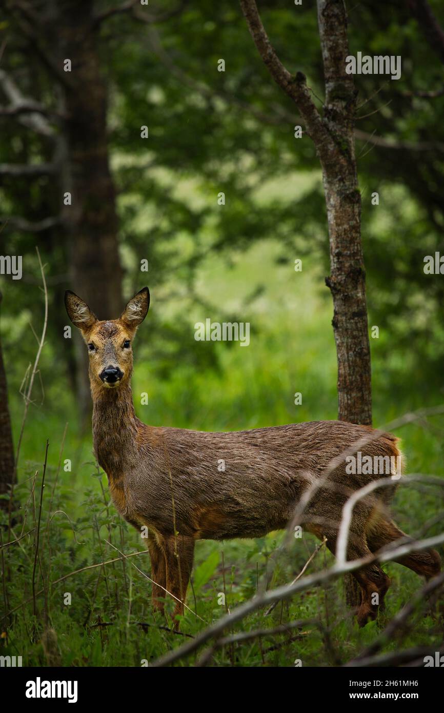 A Roe deer doe in a woodland plantation in Devon, UK Stock Photo