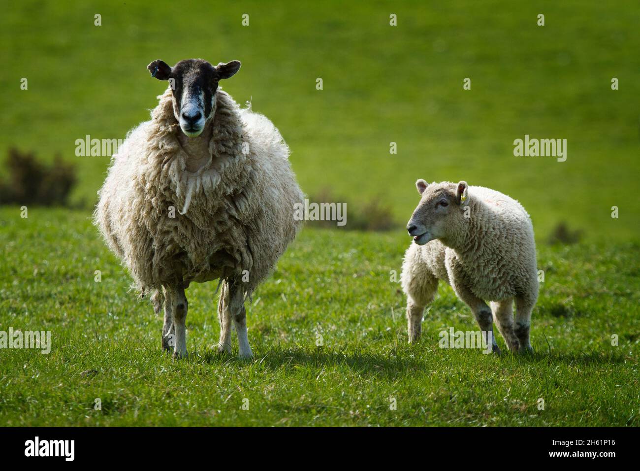 A Ewe with her lamb in a Devon field in spring Stock Photo