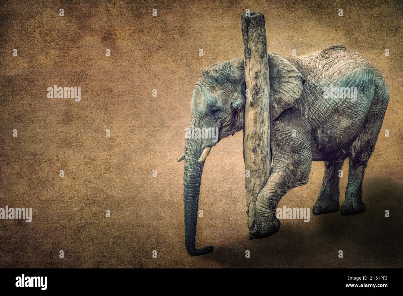 Wildlife Texture Blending - Stock Photo