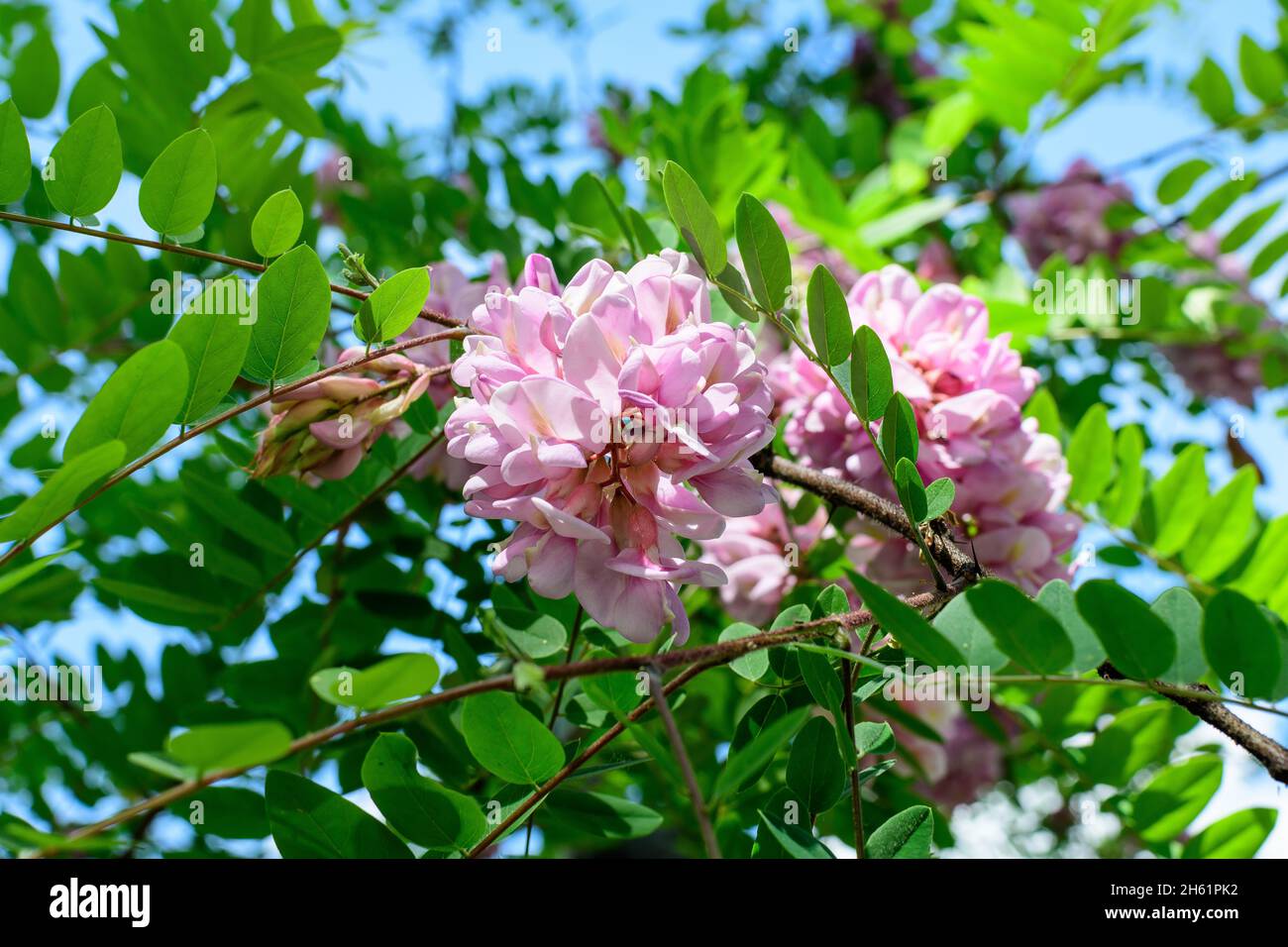 Pink flowers of Robinia margaretta Casque Rouge tree commonly known as locust, and green leaves in a summer garden, beautiful outdoor floral backgroun Stock Photo