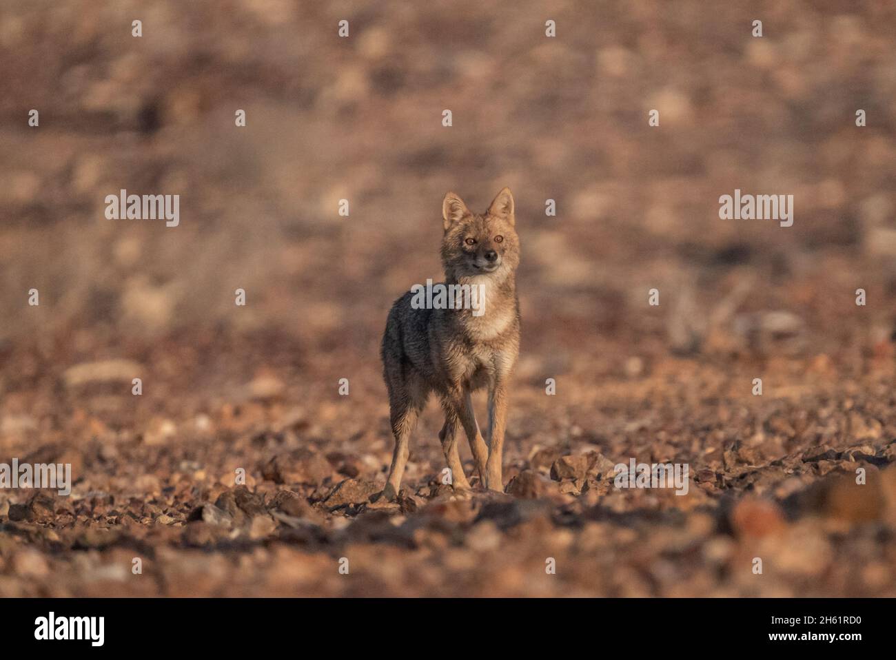 Golden jackal (Canis lupus arabs) Stock Photo