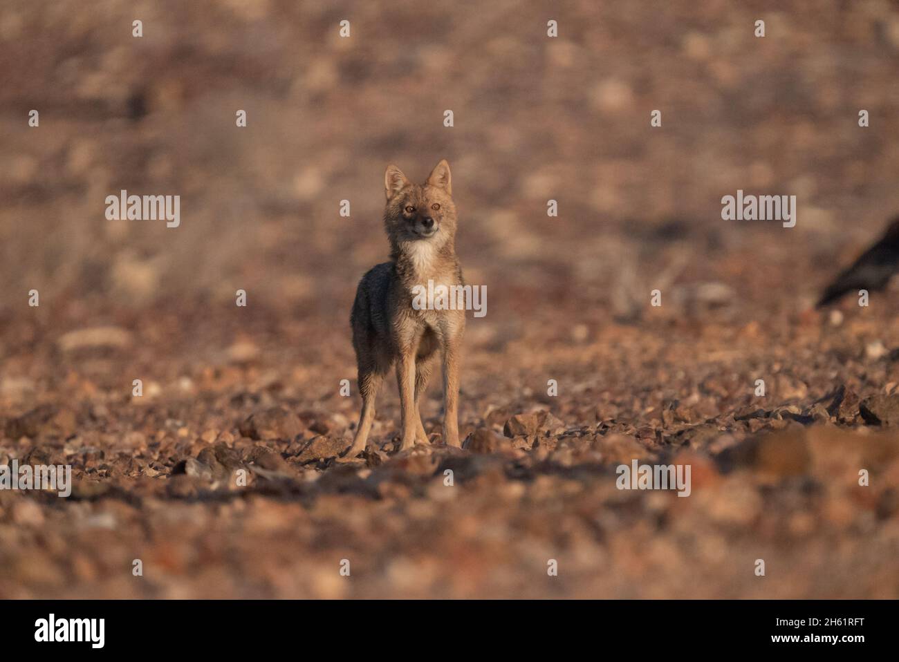 Golden jackal (Canis lupus arabs) Stock Photo