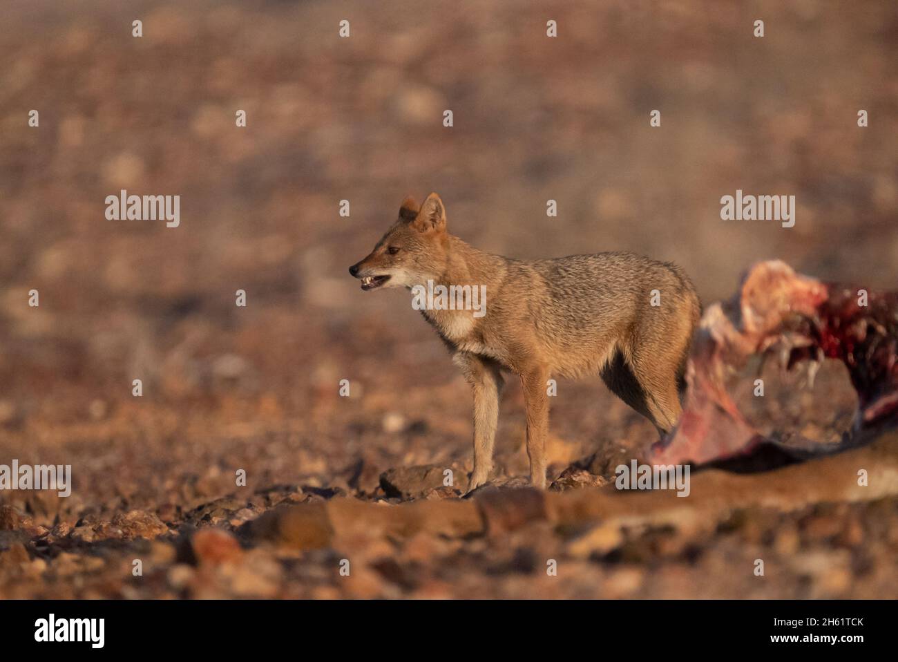 Golden jackal (Canis lupus arabs) Near the remains of an animal's carcass Stock Photo