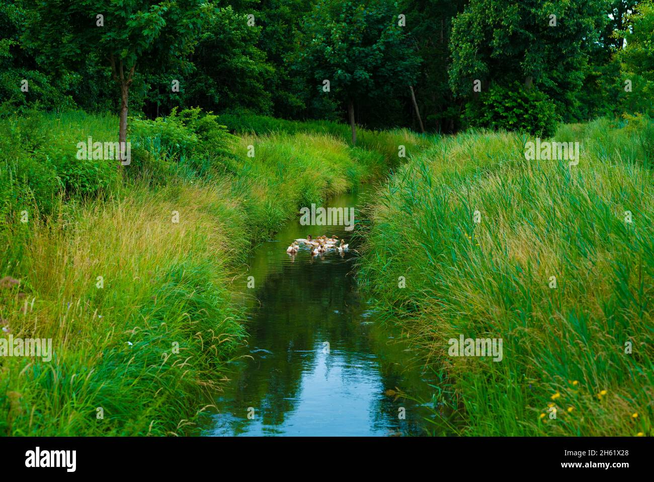 small narrow river with a large family of ducks in the water Stock Photo