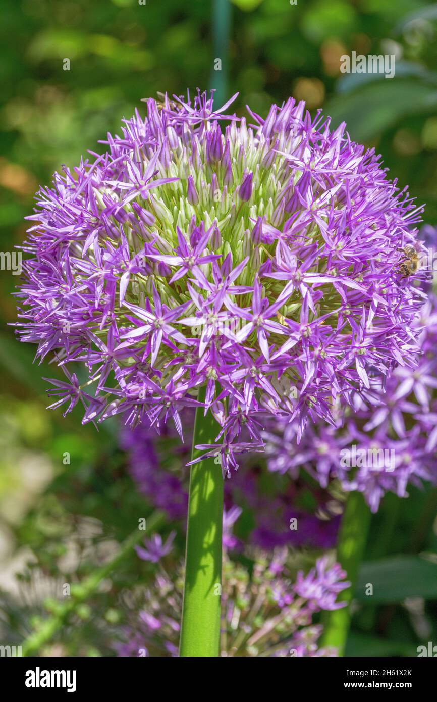 flower of an ornamental onion,allium nigrum,bavaria,germany,europe Stock Photo