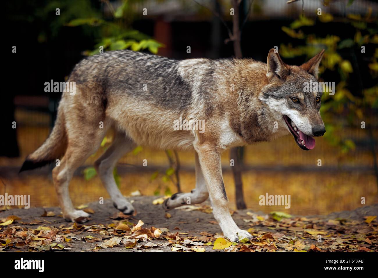 Portrait of a grey wolf Canis Lupus, a close-up photo of a predator ...