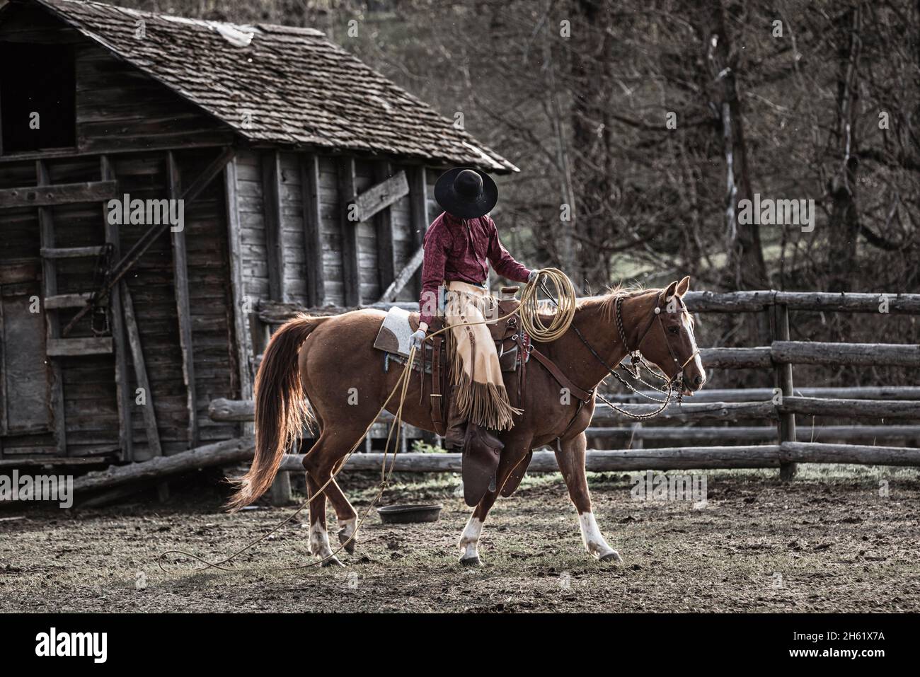 Cowboy on horse hires stock photography and images Alamy