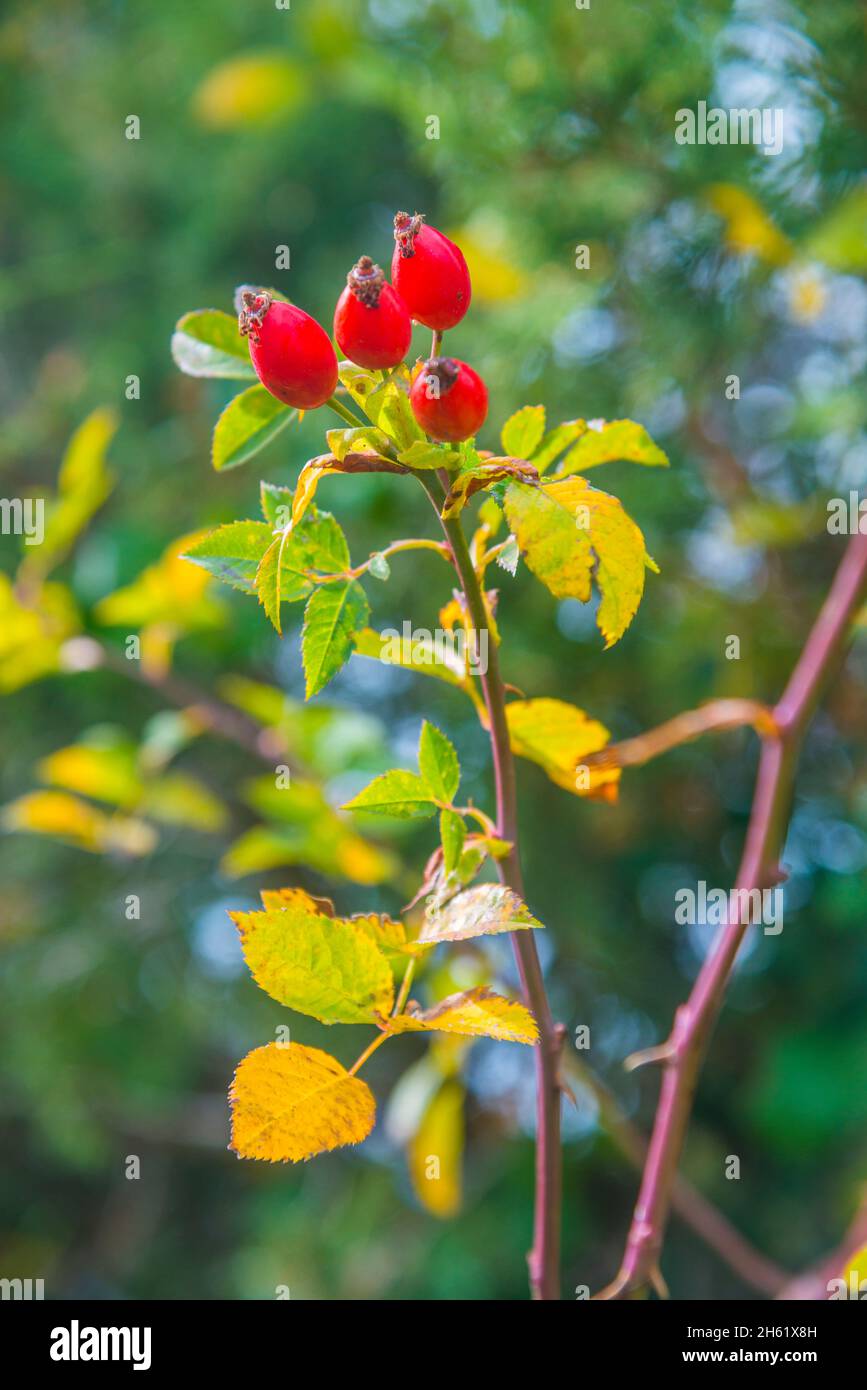 Rosehip berries. Stock Photo