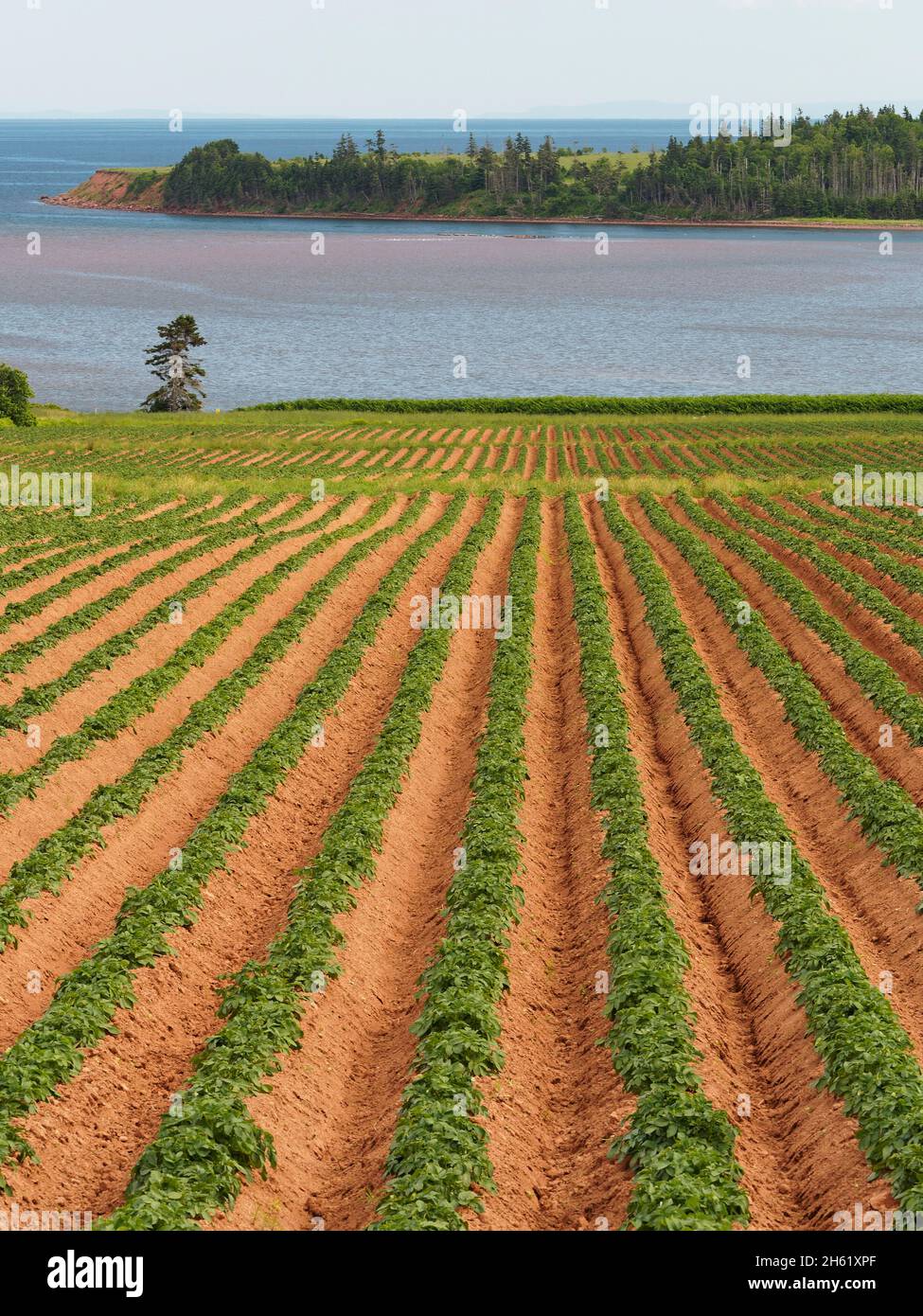 agriculture,canada,farming,food,prince edward island,red earth,rows of potato plants,soil Stock Photo