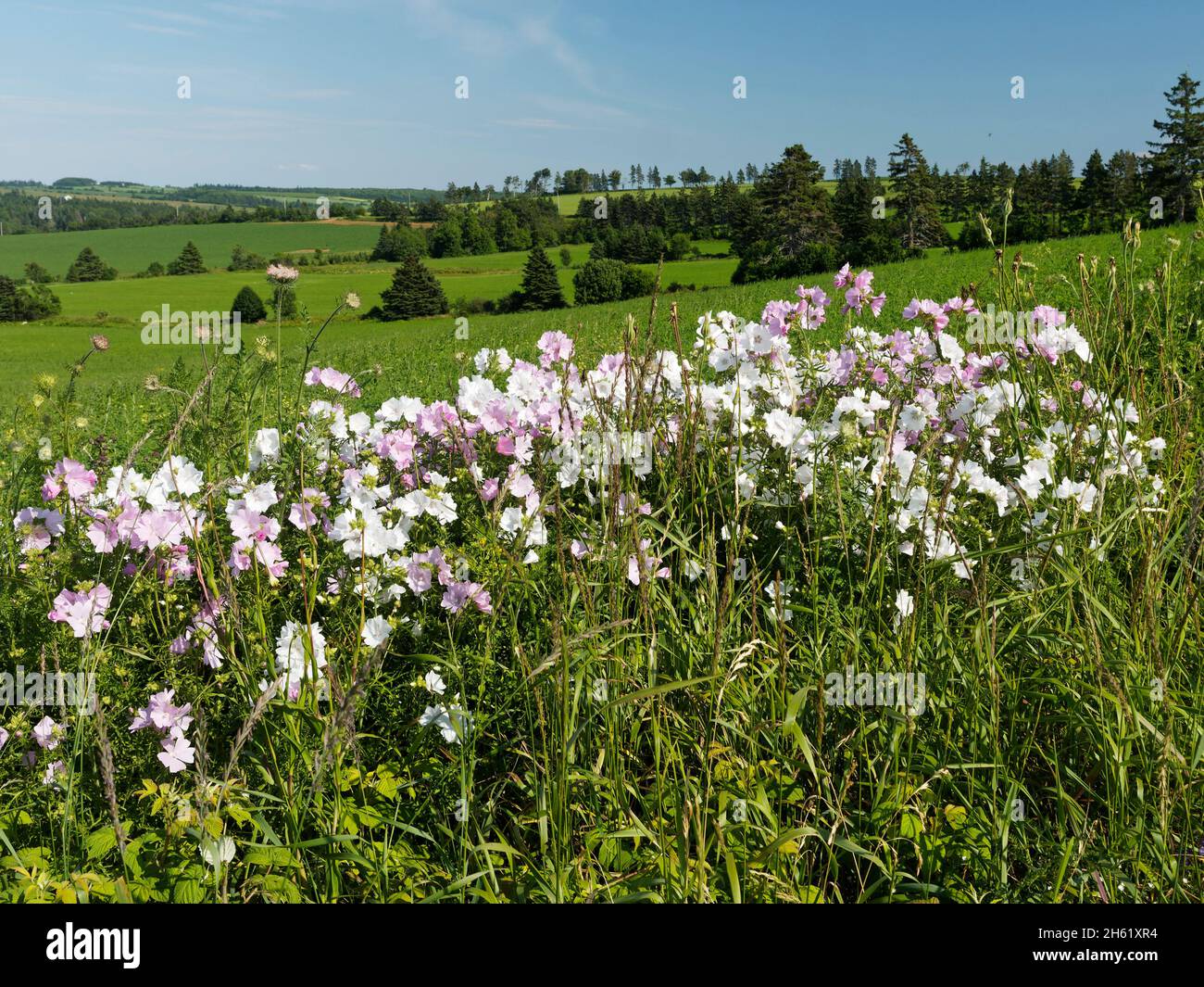 canada,farming landscape with mallow flowers,prince edward island Stock Photo