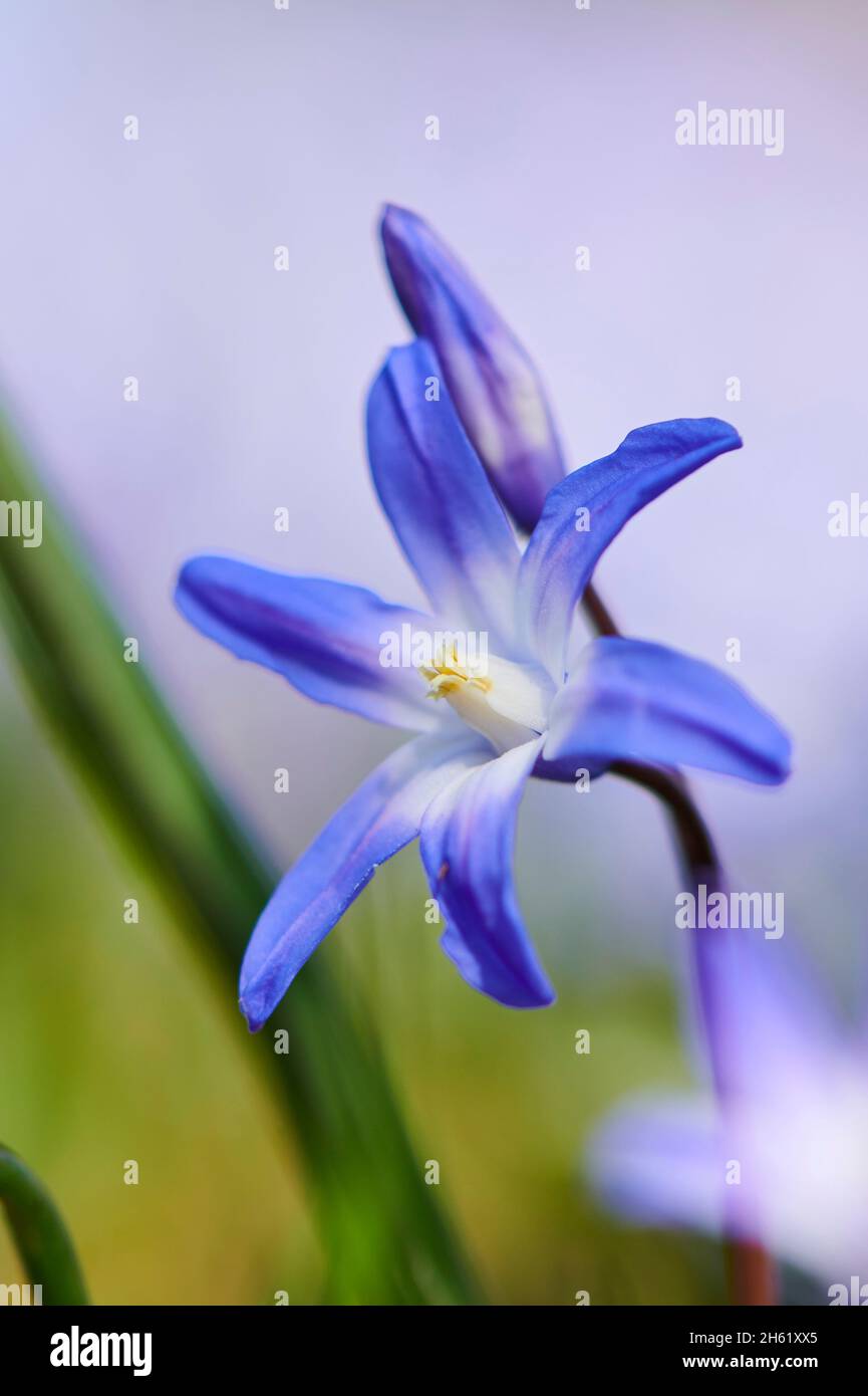 common star hyacinth or common snow pride (chionodoxa luciliae),flower,close-up Stock Photo