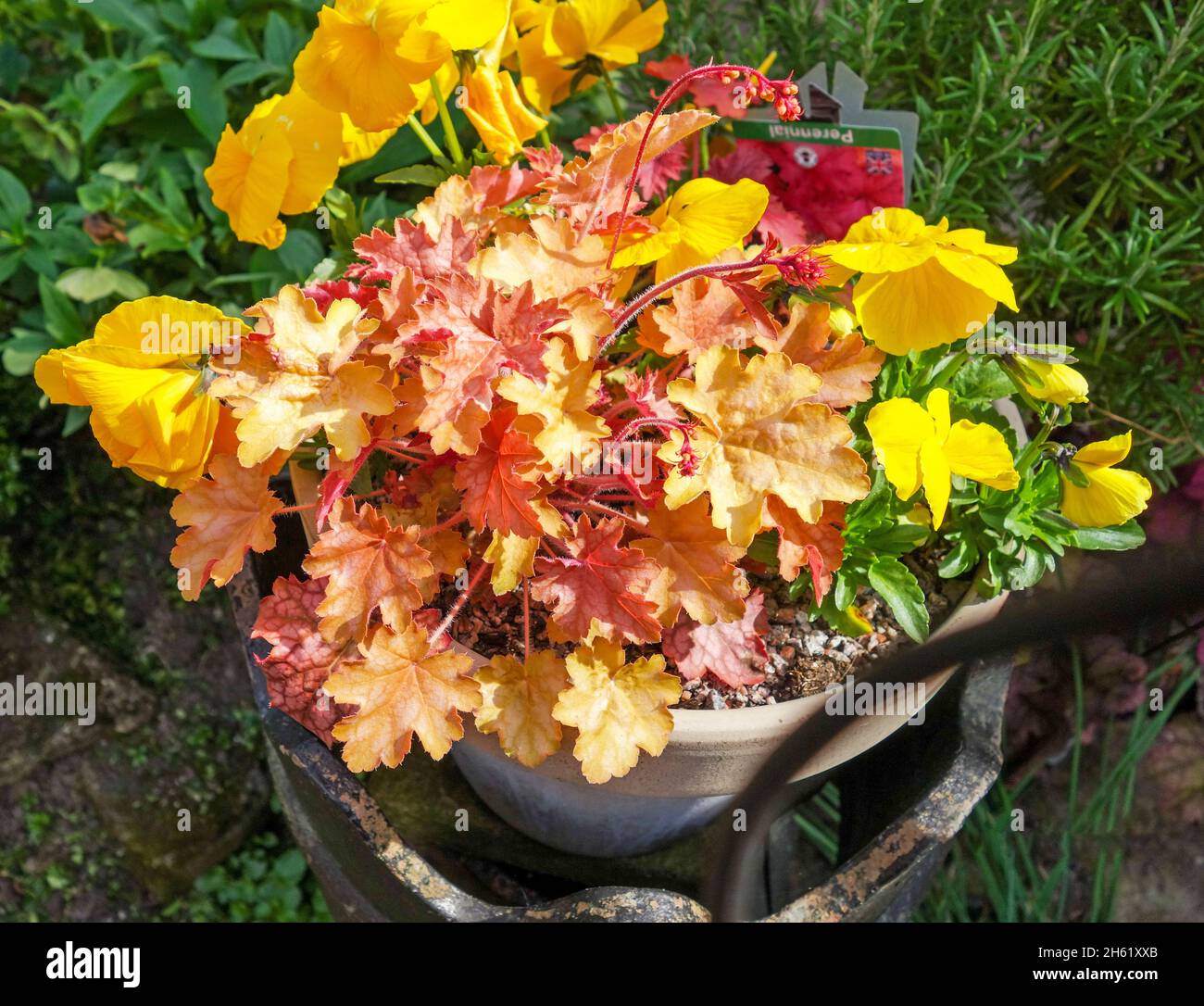 Heuchera 'Fire Alarm', an evergreen perennial with orange and red leaves, England, UK Stock Photo