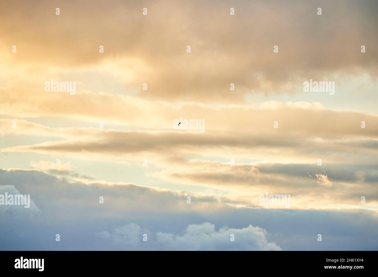 landscape,clouds,bird,danube,spring,upper palatinate,bavaria,germany,europe Stock Photo