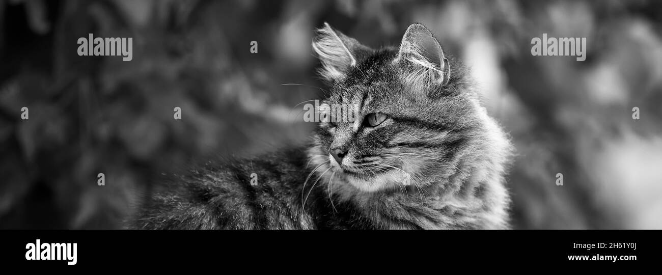 Cat portrait. Disheveled cat in the autumn park. Portrait of a street cat. Stock Photo